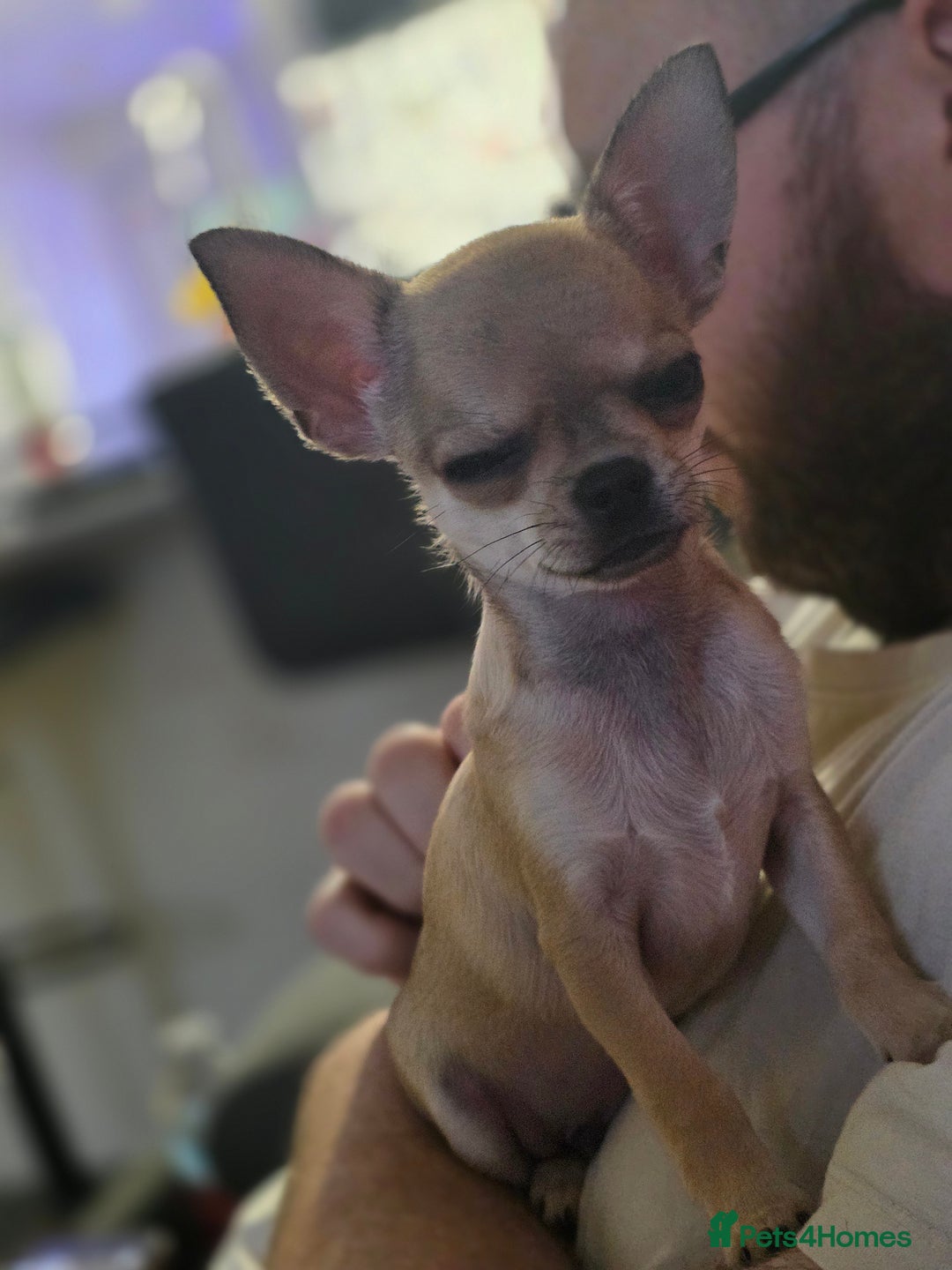 Chihuahua dogs for sale: 🌟 KC Registered 🌟 Smooth Sable Chiuahua 🐕 - Advert 13