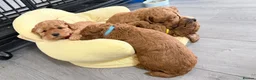 Cockapoo dogs for sale: Cockapoo and toy poodle hybrid puppies brown 🤎🟤 - Advert 3