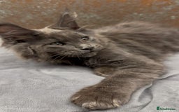 Maine Coon cats for sale: Championship bloodline GCCF Maine Coon kittens - Image 10