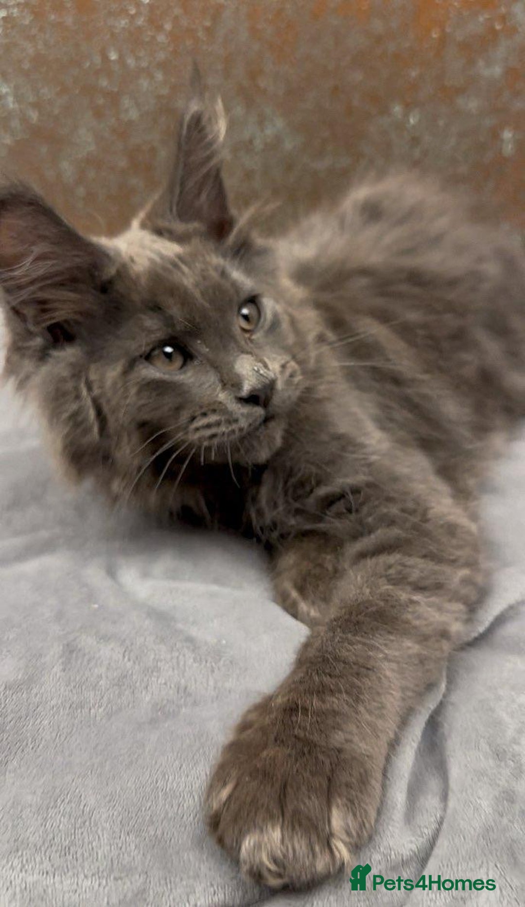 Maine Coon cats for sale: Championship bloodline GCCF Maine Coon kittens - Image 10