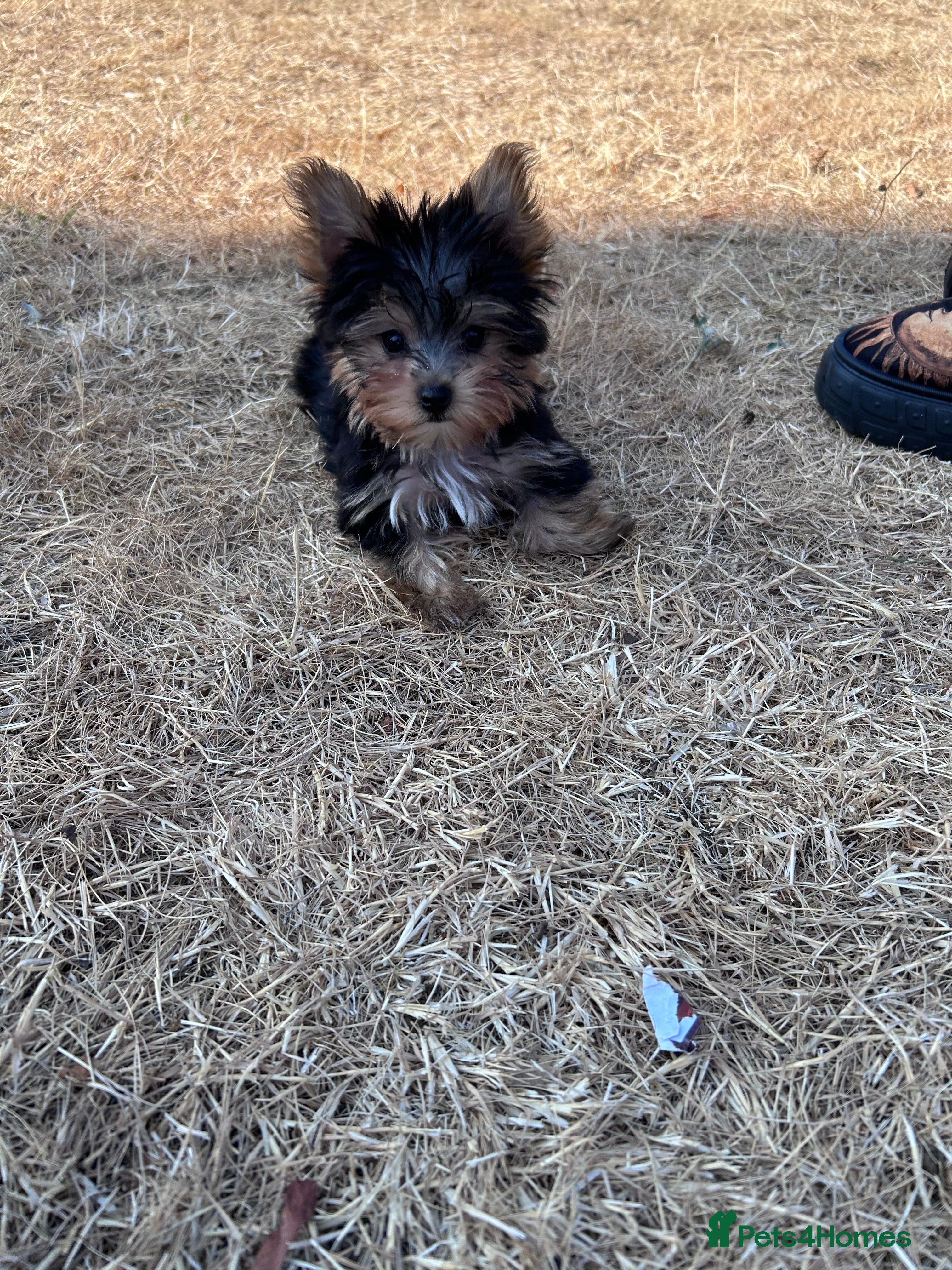 Yorkshire Terrier dogs Yorkshire Terrier puppiers - Advert 2