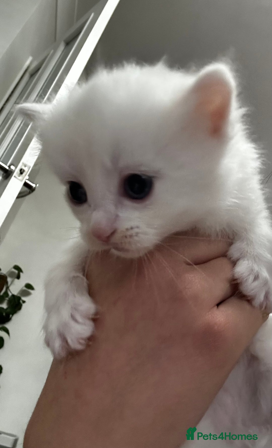 Siamese cats for sale: Siamese x russian blue kittens - Advert 22