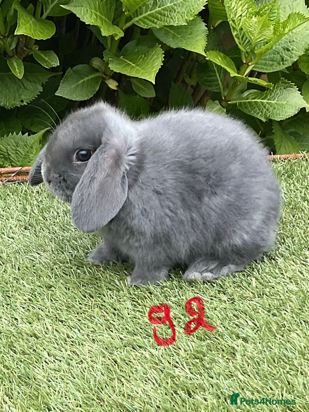 Mini Lop rabbits Pure bred mini lops baby Rabbits.  - Advert 2
