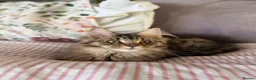 Maine Coon cats for sale: Cookie Female in Bilston - Advert 4