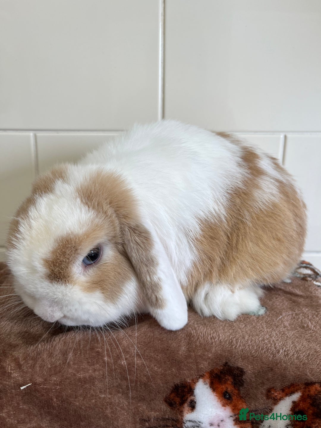 Mini Lop rabbits for sale: 2 ADULT MALES FOR SALE TO LIVE SEPARATELY  - Image 4