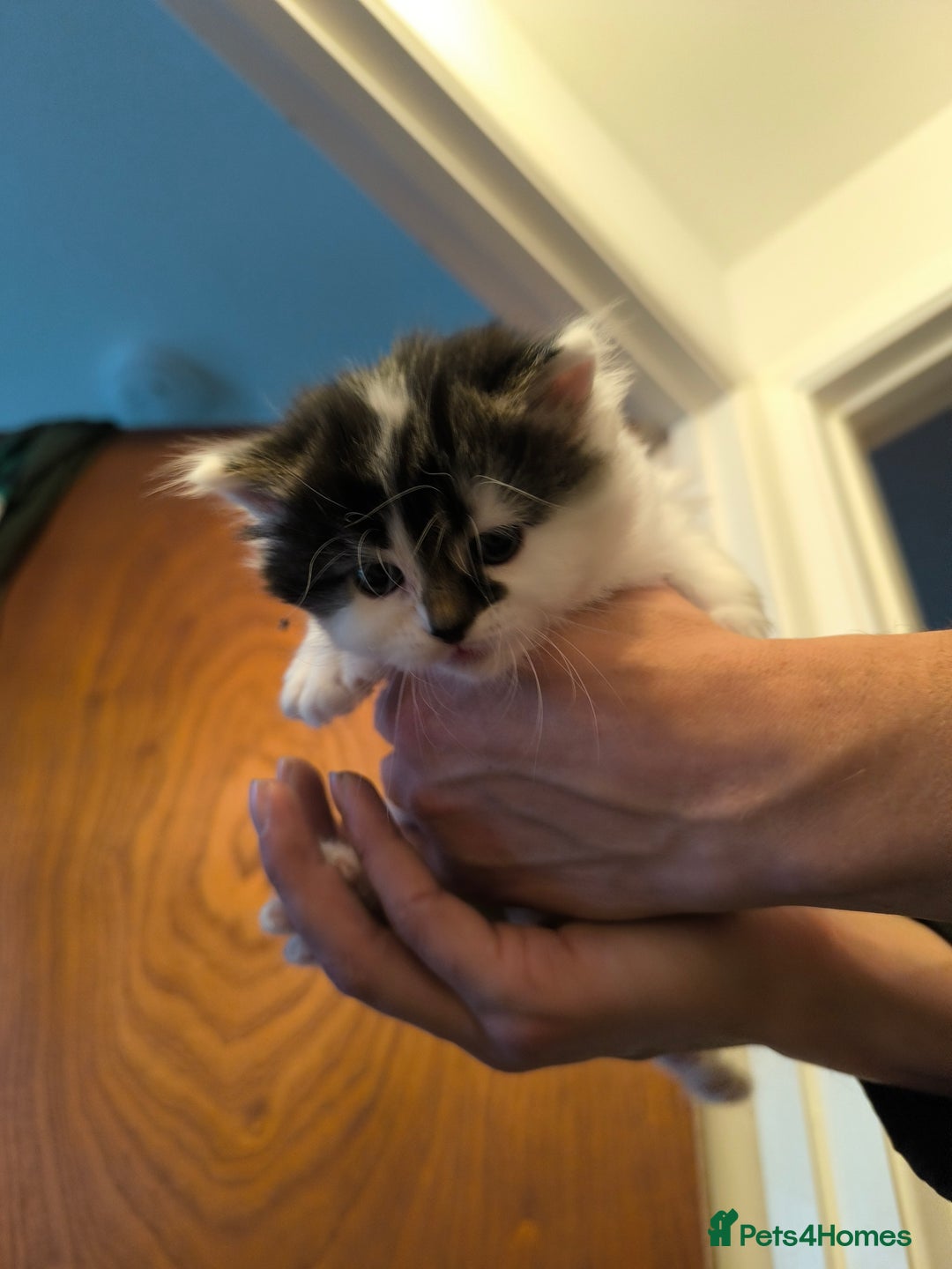 Mixed Breed cats for sale: Beautiful kittens are looking for a new family. - Advert 10
