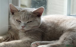 British Shorthair cats for sale: britsh short hair kittens  in Orpington - Image 23