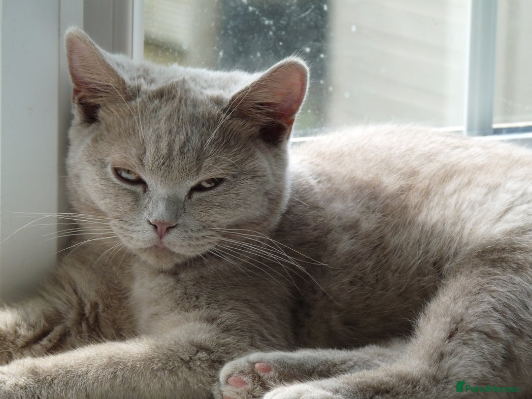 British Shorthair cats for sale: britsh short hair kittens  in Orpington - Image 23