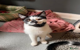 Domestic Shorthair cats for sale: Beautiful male domestic short hair  - Image 3