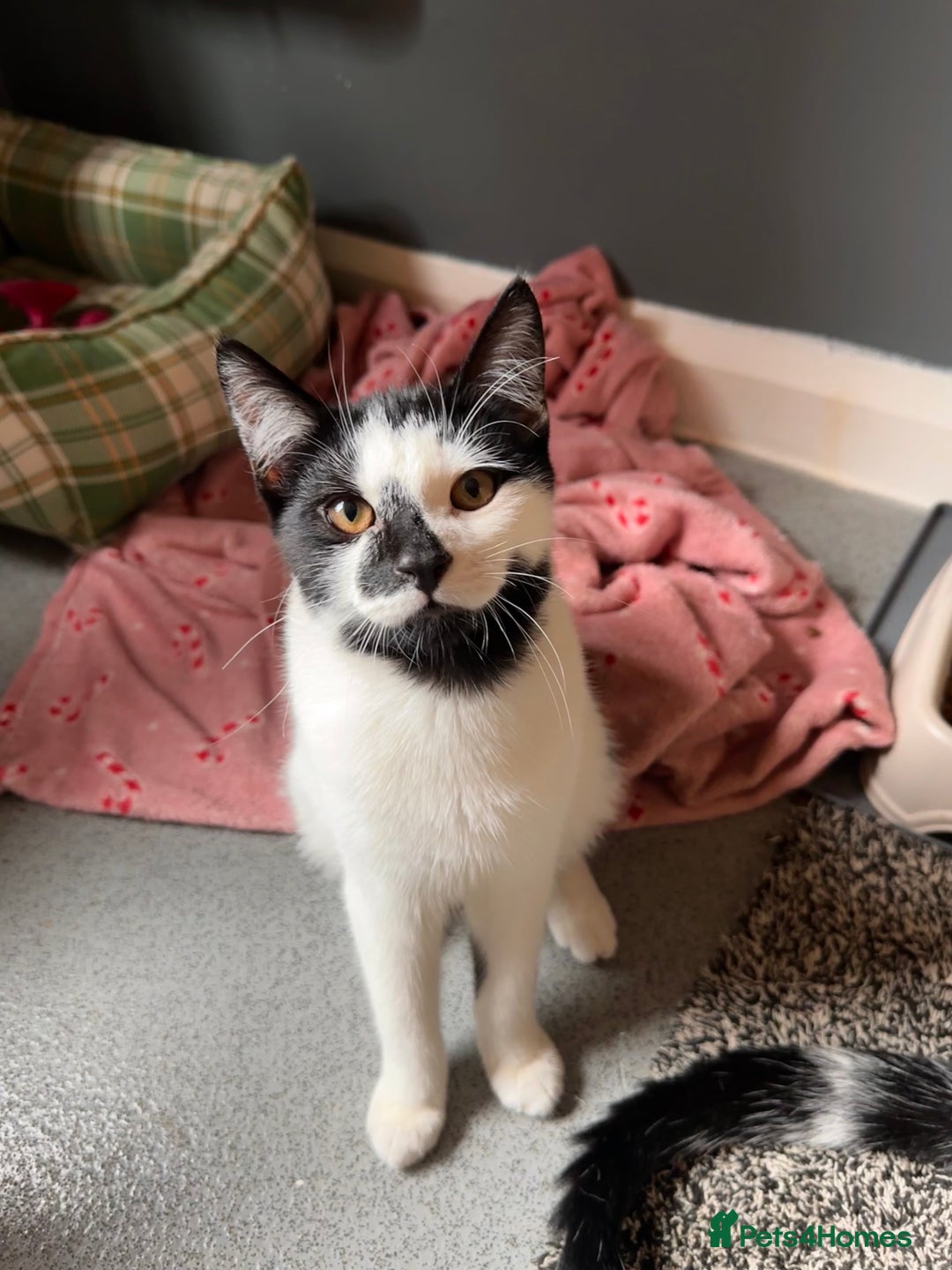 Domestic Shorthair cats for sale: Beautiful male domestic short hair  - Image 3