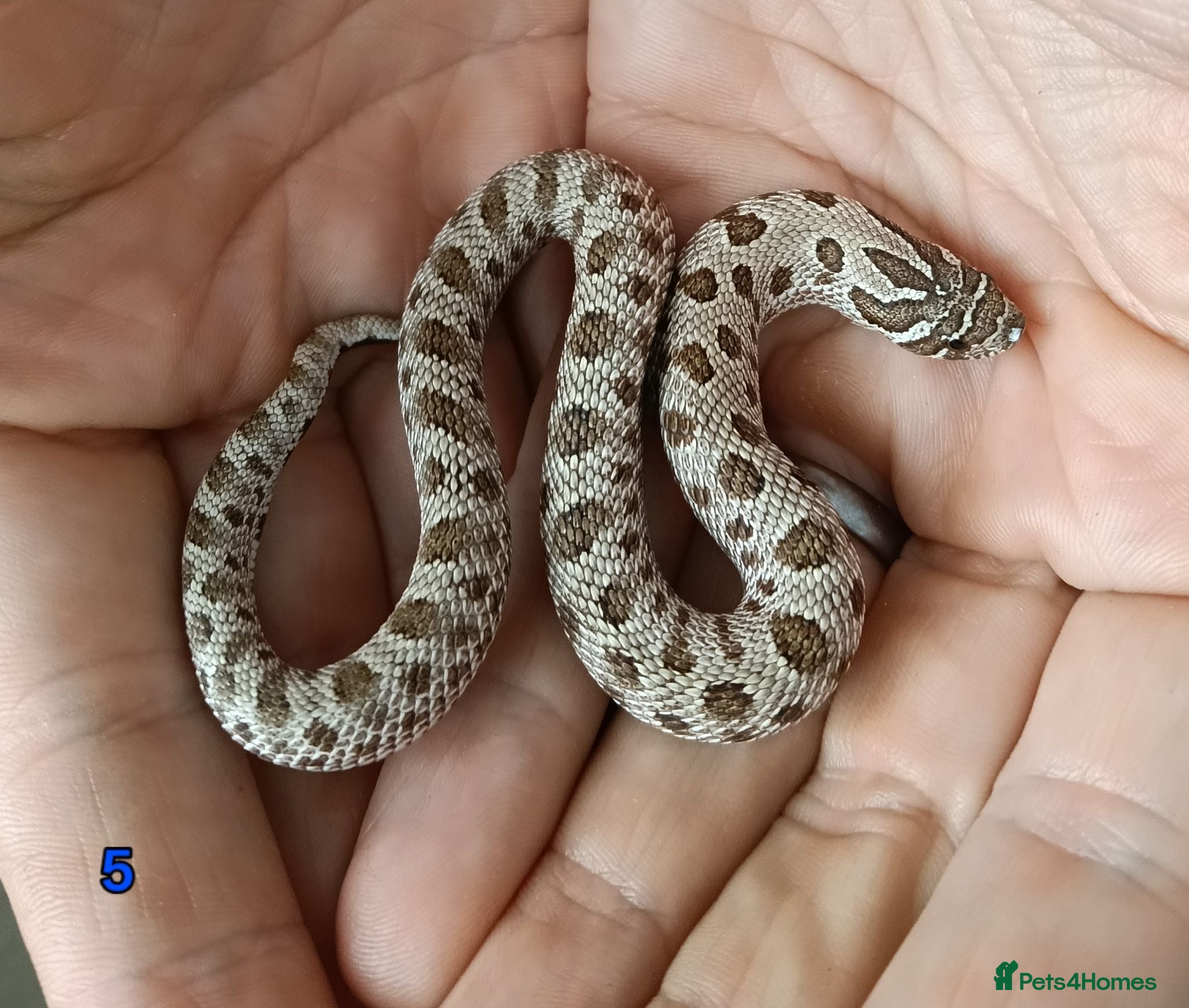 Snake reptiles Western Hognose Babies - Advert 3