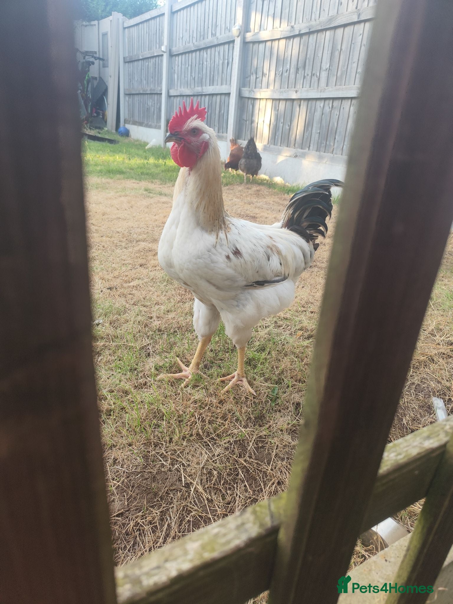Chickens poultry Beautiful cockerel rooster  - Advert 1