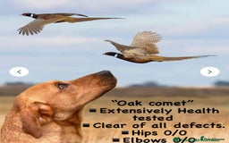 Labrador Retriever dogs for sale: KC Red Fox Labrador Pups - Image 12