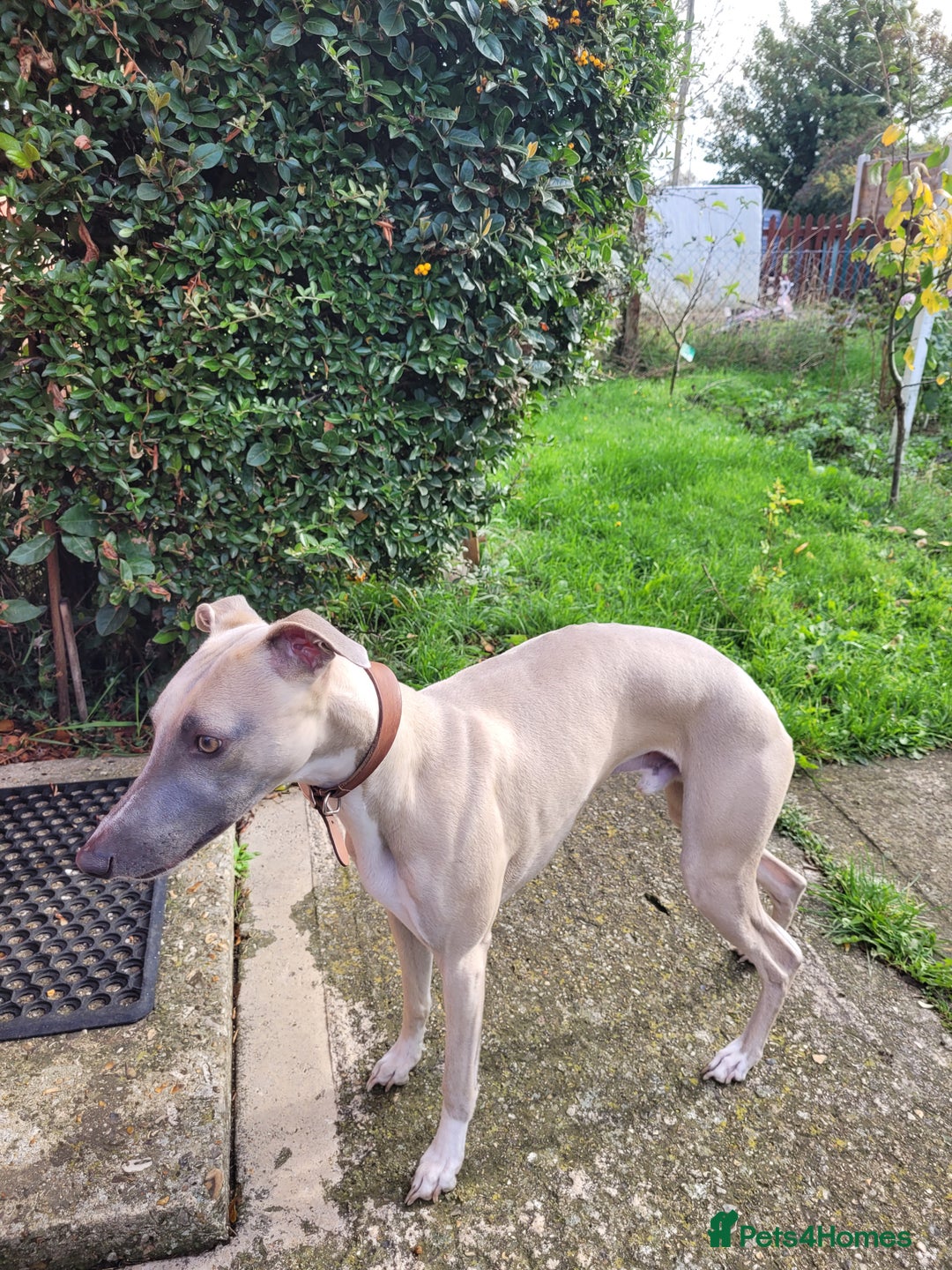 Whippet dogs for sale: 🏆KC Whippet Puppies - Gentle, Elegant & Loving🏆 - Image 28