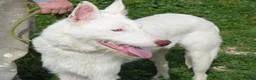 Ibizan Hound dogs for adoption: Babu - Spanish Podenco  in Doncaster - Advert 11