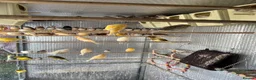 Finches birds for sale: Selling Zebra Finch £10 each - Advert 9