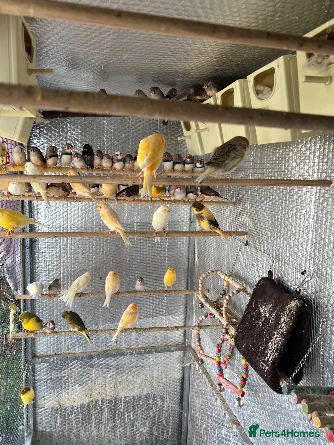 Finches birds for sale: Selling Zebra Finch £10 each - Advert 9