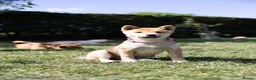 Japanese Shiba Inu dogs for sale: Confidence Comes With Time outstanding shiba 🇯🇵 - Advert 10