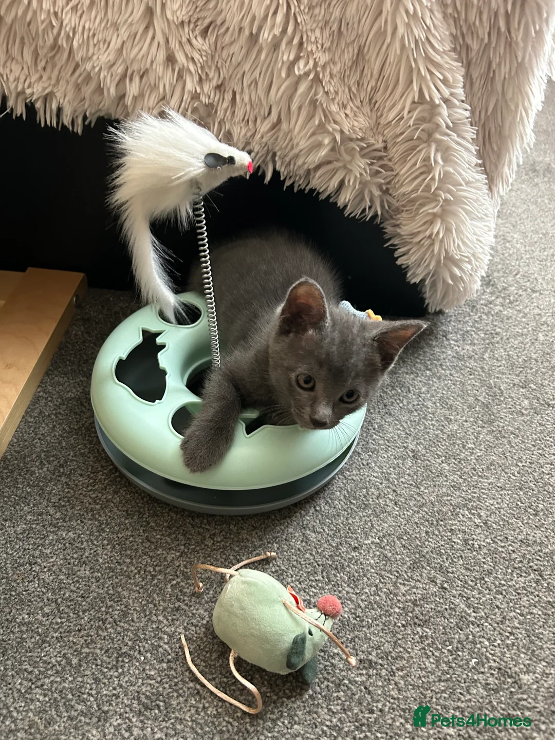 Mixed Breed cats for sale: Adorable kittens in Enfield - Advert 18
