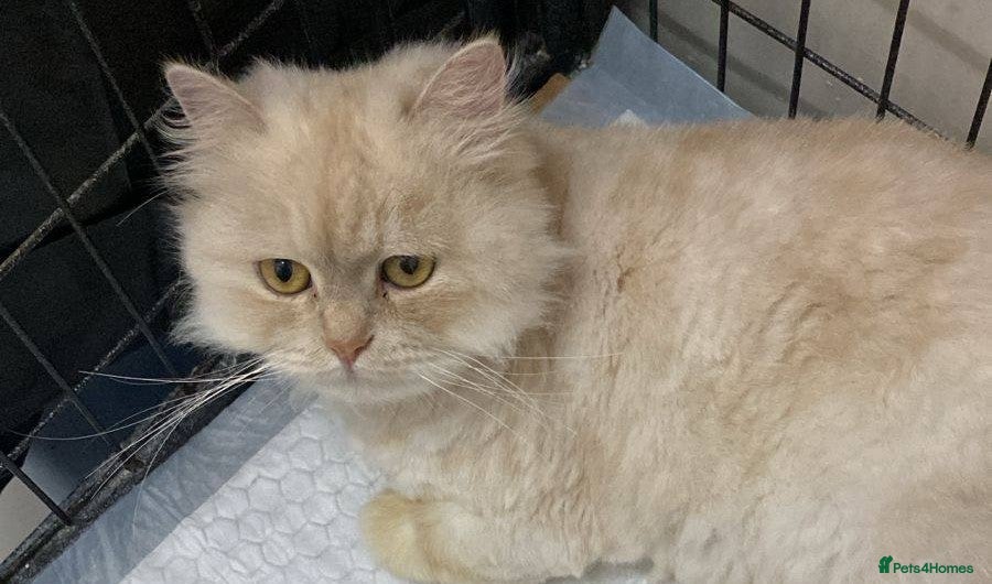 Mixed Breed cats Beautiful Bondoka is looking for love <3 - Advert 6