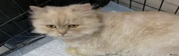 Mixed Breed cats for adoption: Beautiful Bondoka is looking for love <3 - Advert 1