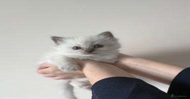 Ragdoll cats - Advert 9