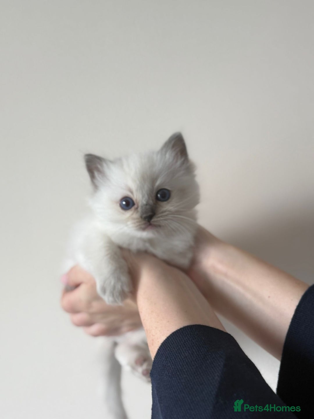 Ragdoll cats for sale: pedigree Ragdoll kittens - champion blood lines  - Image 4
