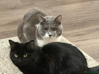 British Shorthair cats British short hair x Scottish Fold kittens - Advert 15