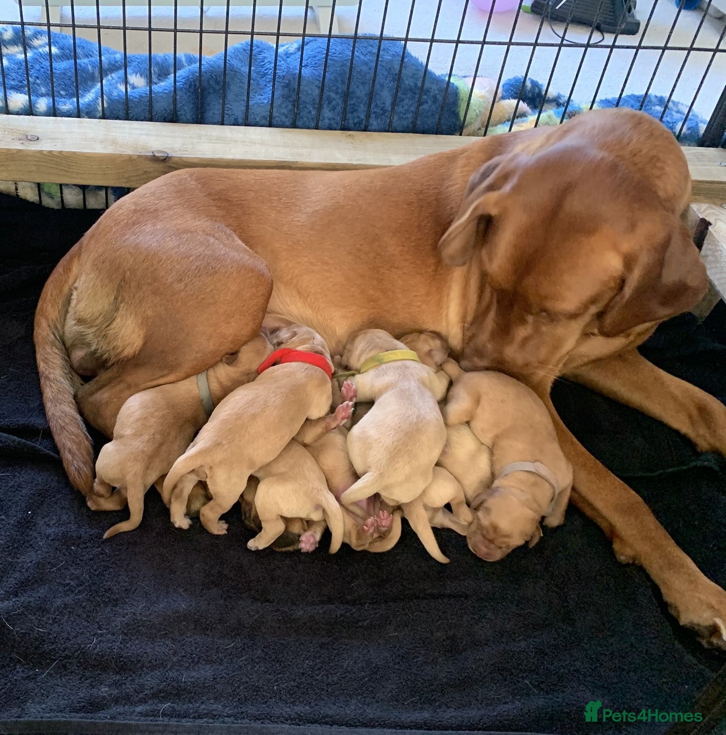 Labrador Retriever dogs ✨ Stunning 5 Male & 3 Female Fox Red Lab Puppies - Advert 1