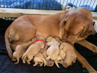 Labrador Retriever dogs ✨ Stunning 5 Male & 3 Female Fox Red Lab Puppies - Advert 1