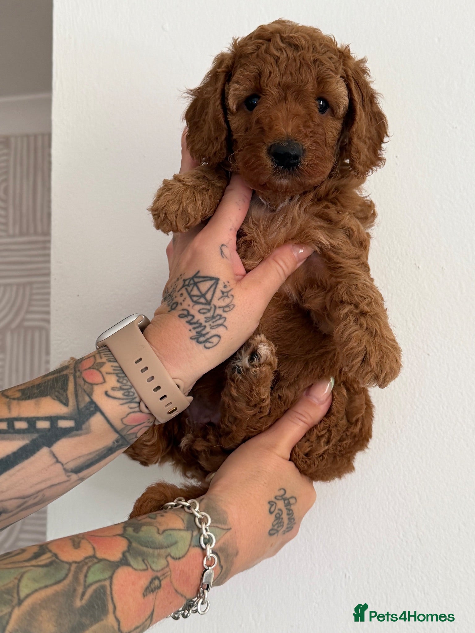 Cockapoo dogs Beautiful f1b cockapoos for sale  - Advert 3