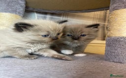 Ragdoll cats for sale: Pedigree Cherubim Ragdoll Kittens💫 - Image 12