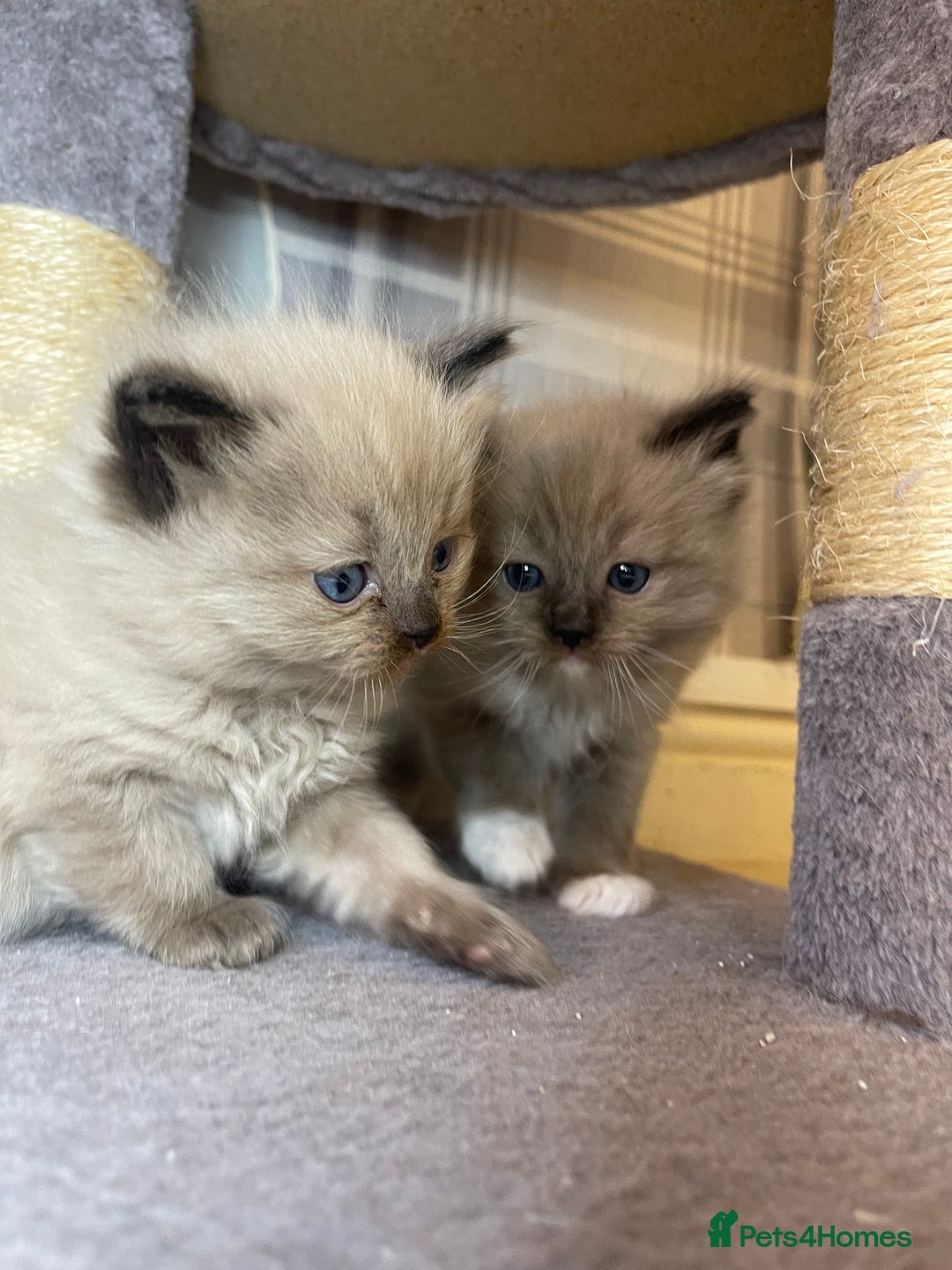 Ragdoll cats for sale: Pedigree Cherubim Ragdoll Kittens💫 - Image 12