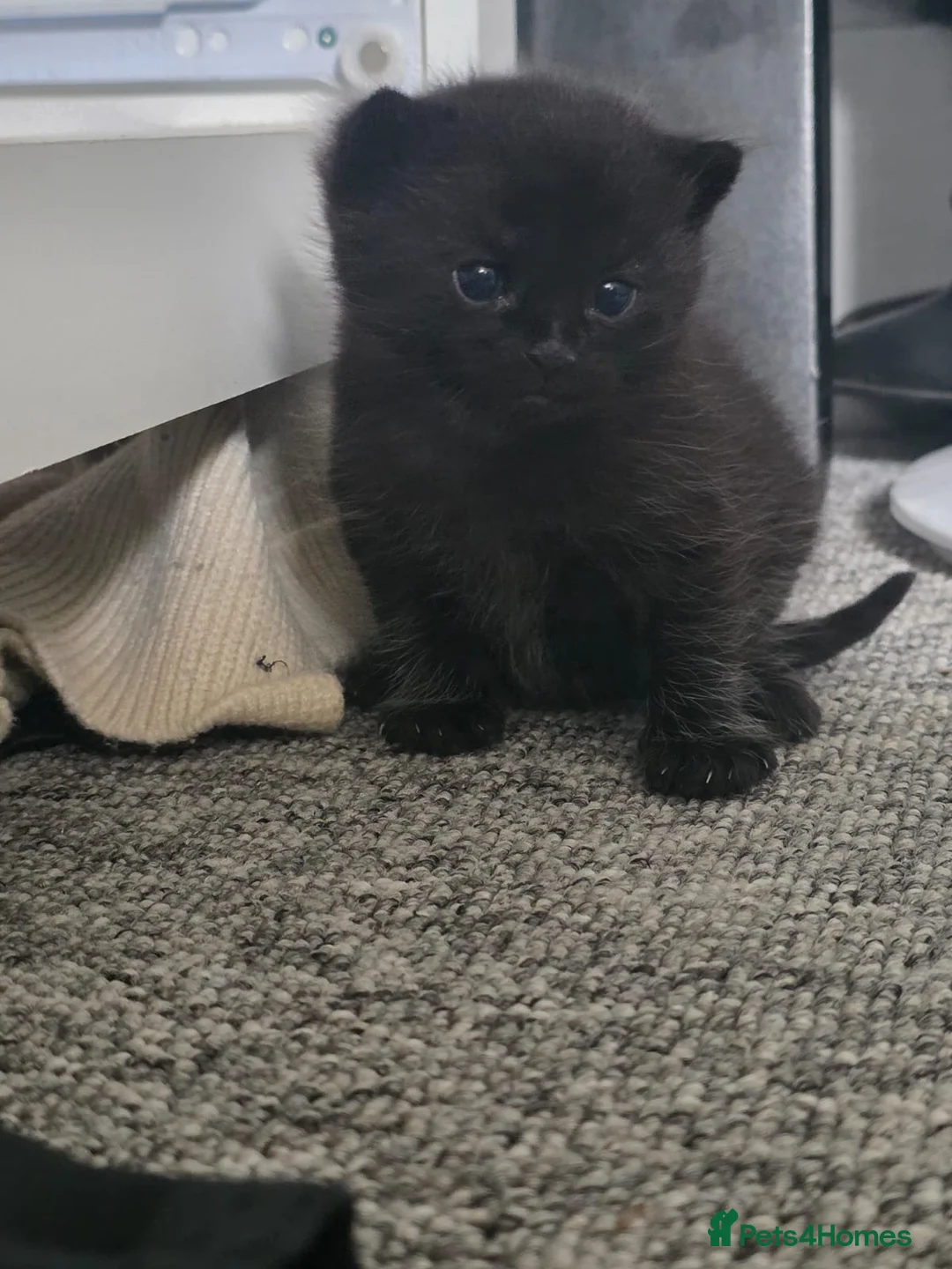 Scottish Fold cats for sale: 2 Scottish fold- Russian Blue Boys for sale in Birchington - Advert 2