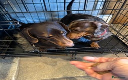 Miniature Dachshund dogs for sale: 2 Amazing Girls - Advert 8