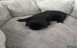 Cocker Spaniel dogs for sale: 🐾 Beautiful Cocker Spaniel Puppies 🐶 - Image 5