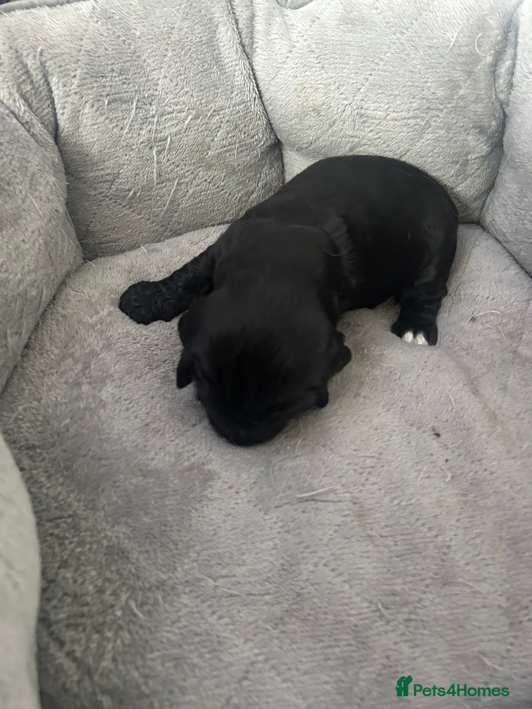 Cocker Spaniel dogs for sale: 🐾 Beautiful Cocker Spaniel Puppies 🐶 - Image 5