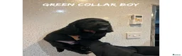Cocker Spaniel dogs for sale: Working cocker spaniel puppies  - Advert 6