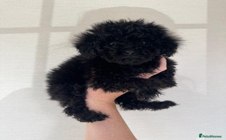 Toy Poodle dogs - Advert 13