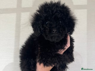 Toy Poodle dogs - Advert 3