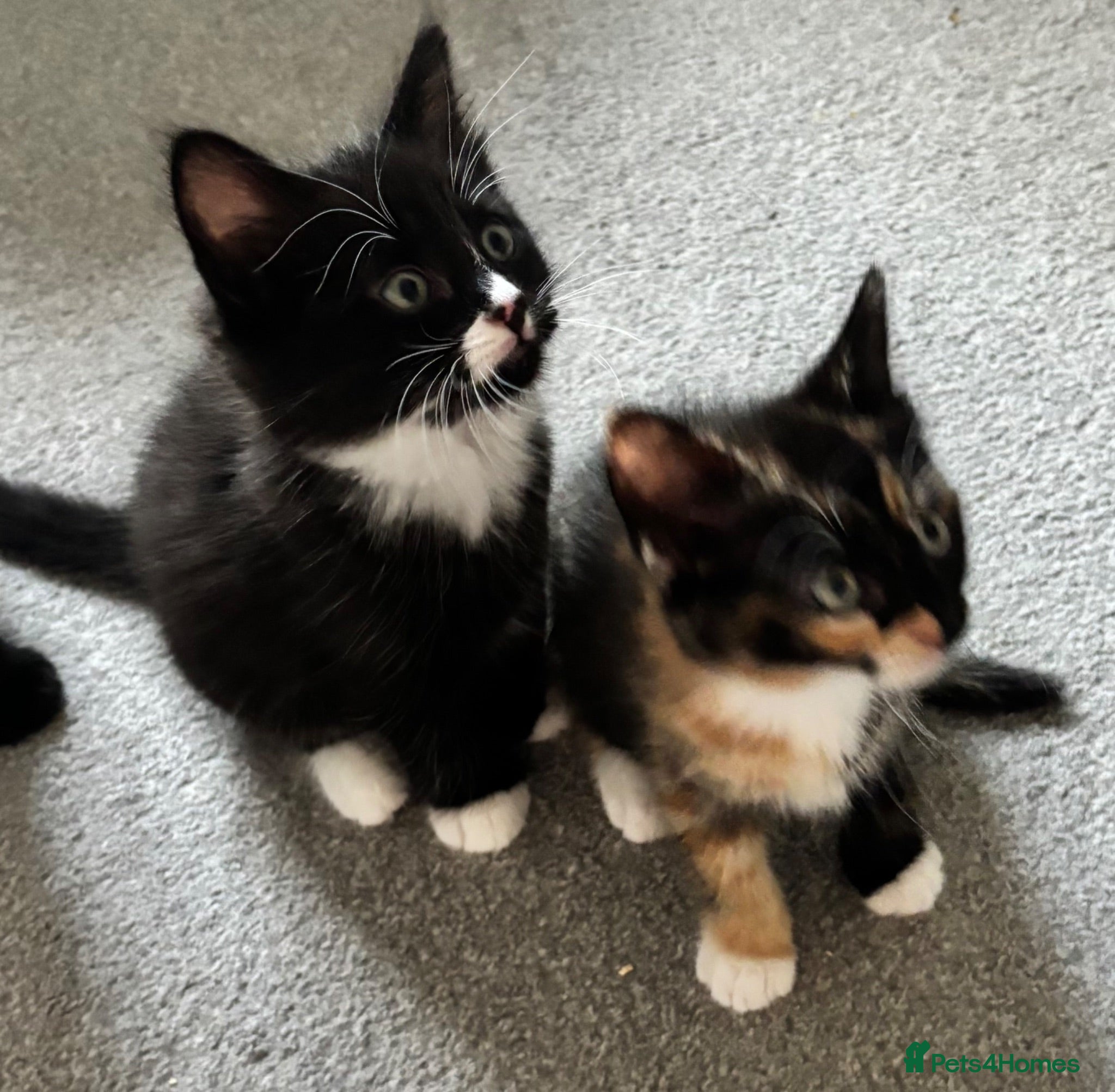 Mixed Breed cats Mixed RagdollxDomestic Long Hair Kittens - Advert 3