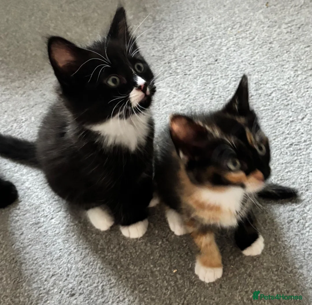 Mixed Breed cats for sale: Mixed RagdollxDomestic Long Hair Kittens in Hatfield - Advert 1
