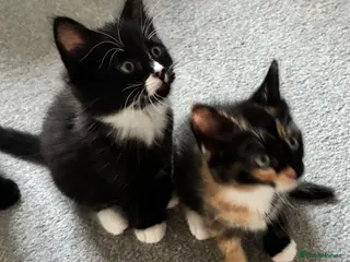 Mixed Breed cats Mixed RagdollxDomestic Long Hair Kittens - Advert 1