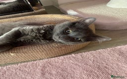 Russian Blue cats for sale: Russian British shorthair mix males  - Image 5