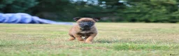 Belgian Shepherd Dog dogs for sale: Belgian Malinois/dutch herder  in Nantwich - Advert 7