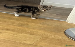 Domestic Shorthair cats for sale: 2 Male kittens - Image 9
