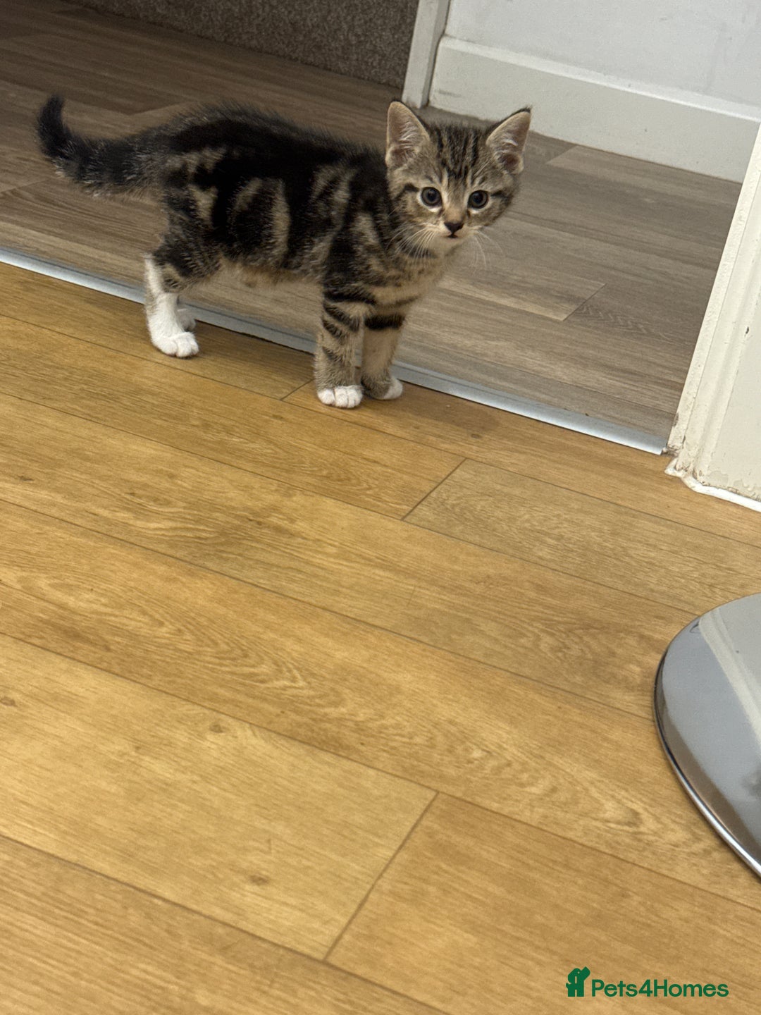 Domestic Shorthair cats for sale: 2 Male kittens - Image 9
