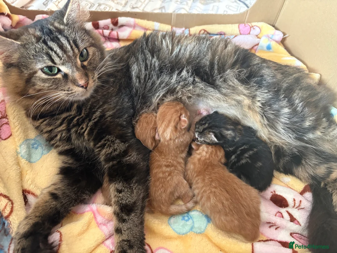 Mixed Breed cats for sale: Maincoon cross kittens  - Advert 7