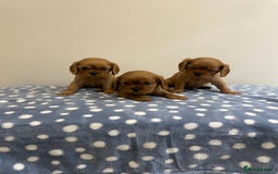 Cavalier King Charles Spaniel dogs for sale: Cavalier King Charles  - Image 26