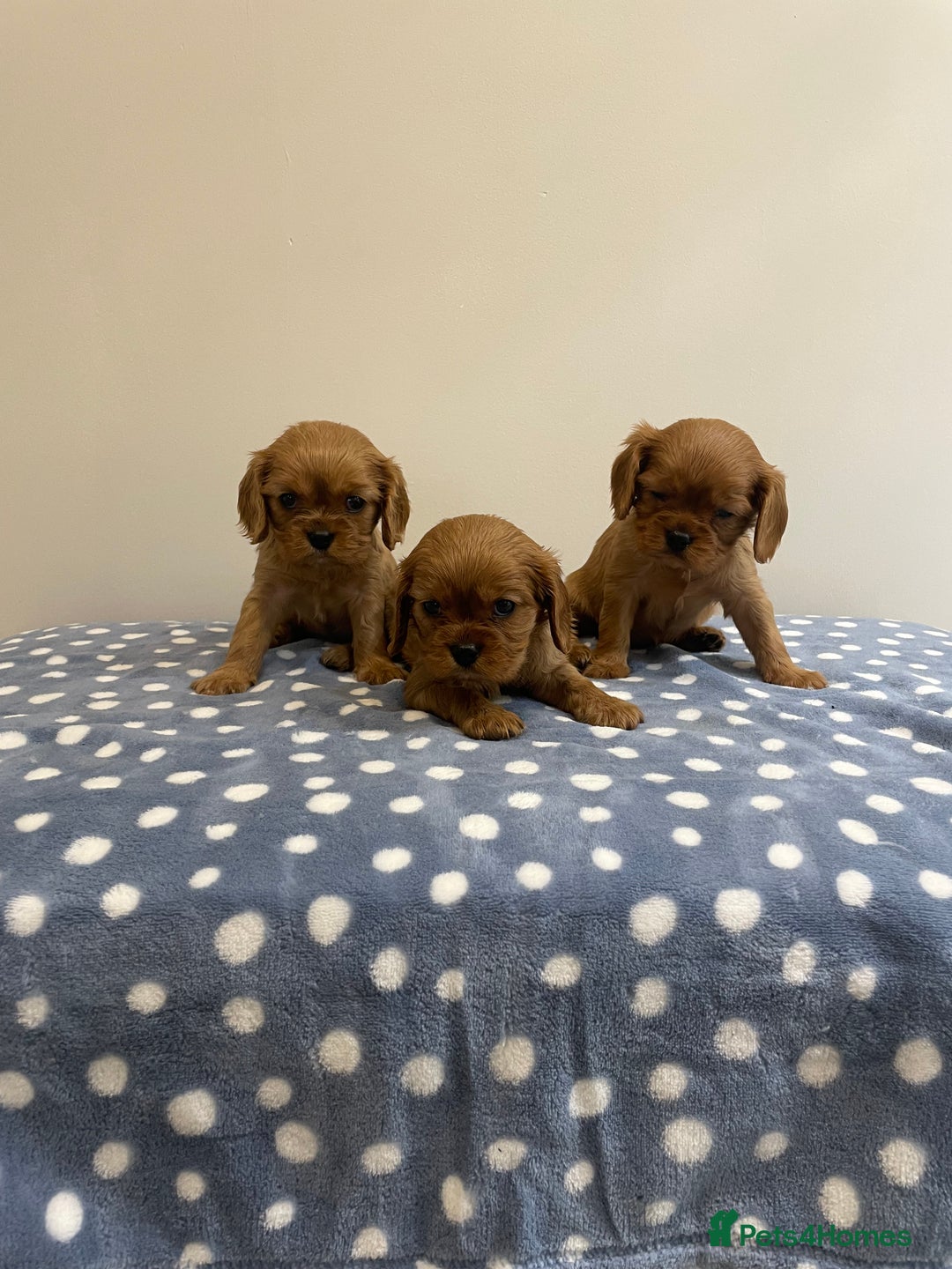 Cavalier King Charles Spaniel dogs for sale: Cavalier King Charles  - Image 26